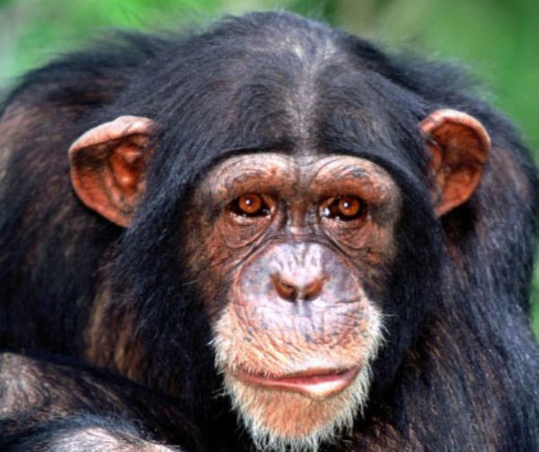 Şempanzeler de ‘orta yaş krizi’geçiriyor