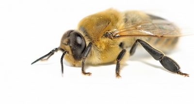 Arılar İnsanların Bin Yılda Kavrayabildiği Sıfır Kavramını Algılıyor 