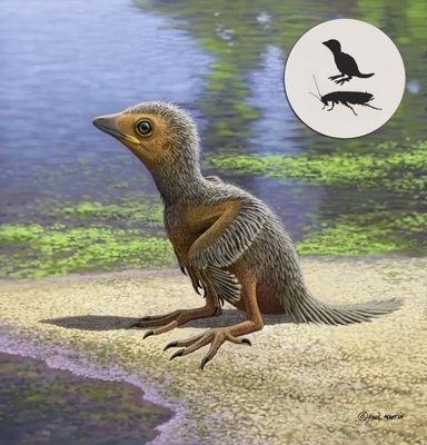 Yavru kuş fosili antik evrimin aşamalarını gösteriyor