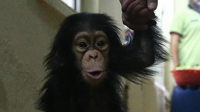 Çinli bilim insanları maymun klonlamayı başardılar