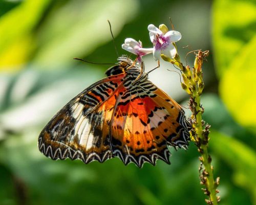 Tropikal Kelebekler Mevsimlere Göre Kanat Desenlerini Değiştirebiliyor
