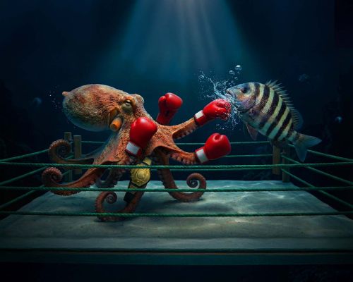 Bilim İnsanları Doğruladı, Ahtapotların Bazen Sadece 'Keyfi Olarak' Balıkları Yumrukladığı Ortaya Çıktı!