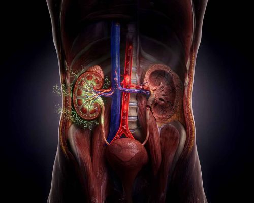 İnsan Bedeninin Mucizevi Uyum Yeteneği: Tek Böbreğin İki Böbrek Gibi Çalışmasını Sağlayan Biyolojik Mekanizma