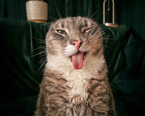 Dili Sürekli Dışarıda Olan Kedi Viral Oldu: Aslında Sandığınız Gibi “Sevimli” Değil