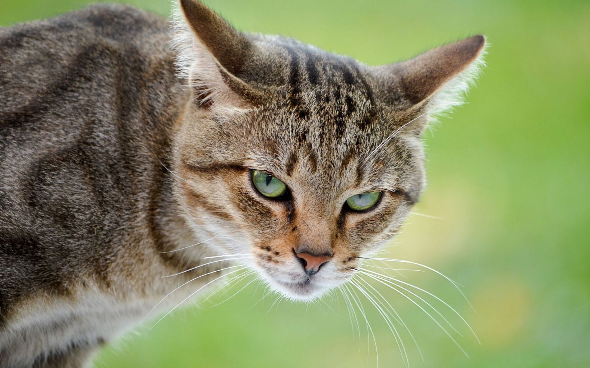 Kedi Burnu Neyi Kokladığını Nasıl Biliyor?