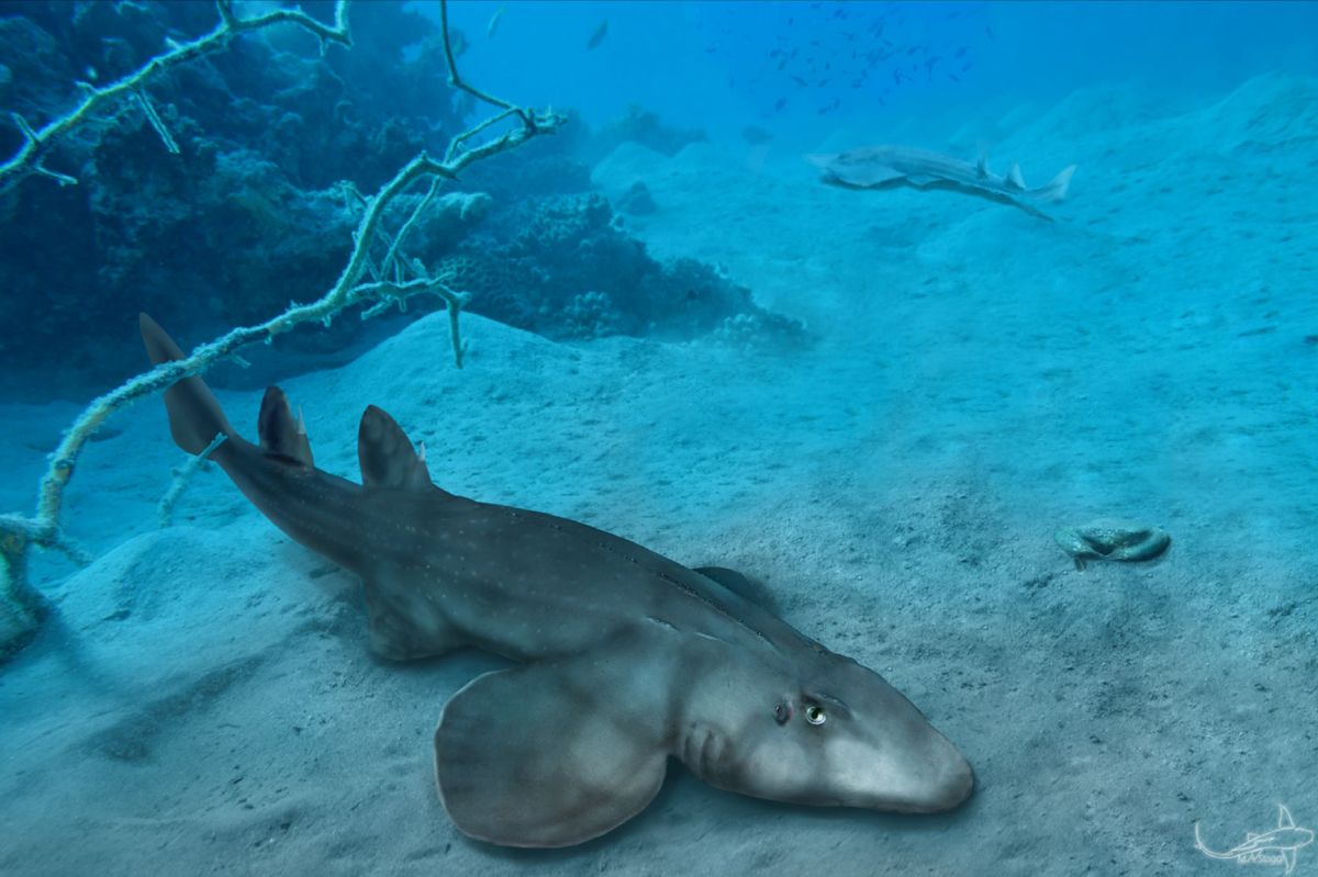Jurassic Shark Fosili, Evrimsel Gerçeği Ortaya Çıkarıyor