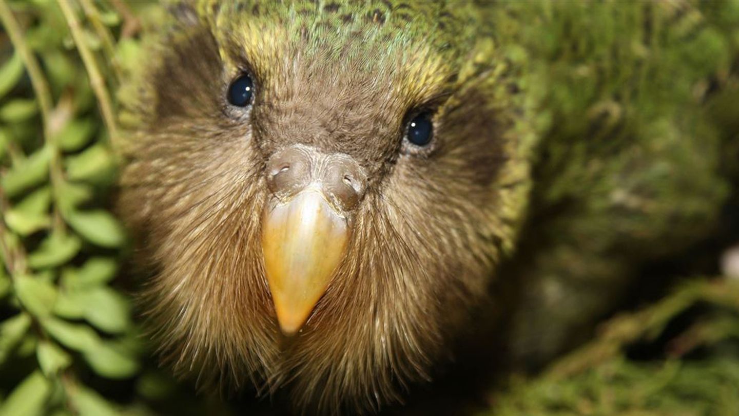 Yeryüzündeki Nadir Hazinelerden Birisi: Yeni Zelanda'nın Kakapo Papağanı