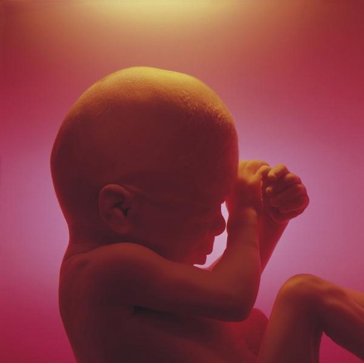 Biyoteknoloji Harikası: Embriyo Gelişiminde Yenilikçi Yolculuk