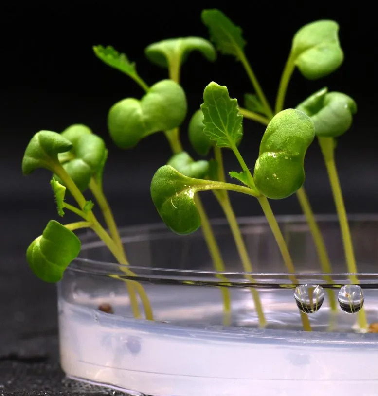 Yapay fotosentez ile bitkilerin tamamen karanlıkta yiyecek üretebileceği keşfedildi