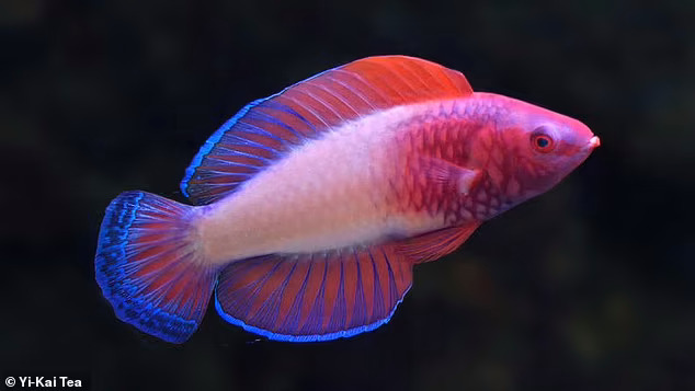 Lapinagiller’de rengarenk bir balık türü keşfedildi