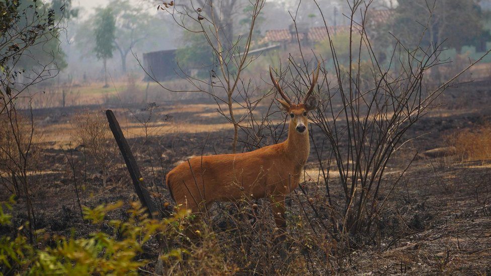 Brezilya’da orman yangınları yüzünden 17 milyon hayvan öldü