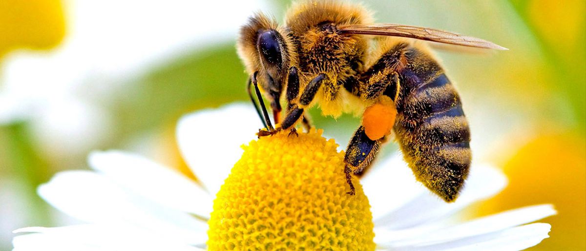 Bal arılarının dillerindeki kıllar hidrofobik çıktı!