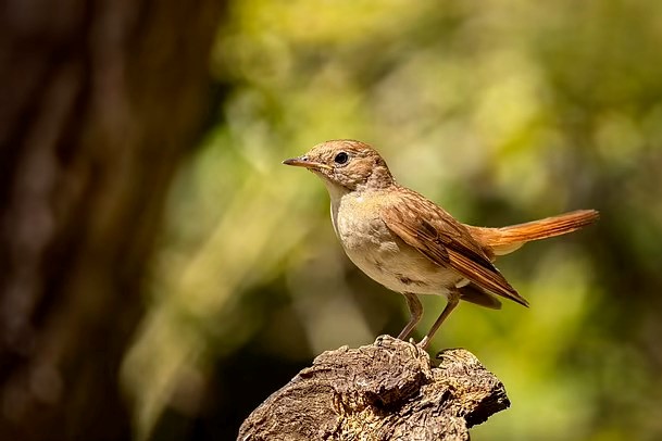 İklim değişikliği yüzünden kuş göçleri sona erebilir