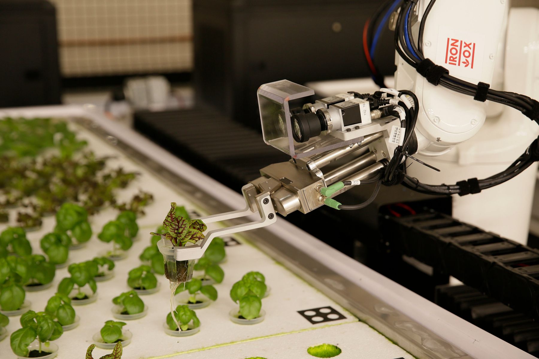 Doğadan İlham Alarak Geliştirilen Robotik Tohumlar