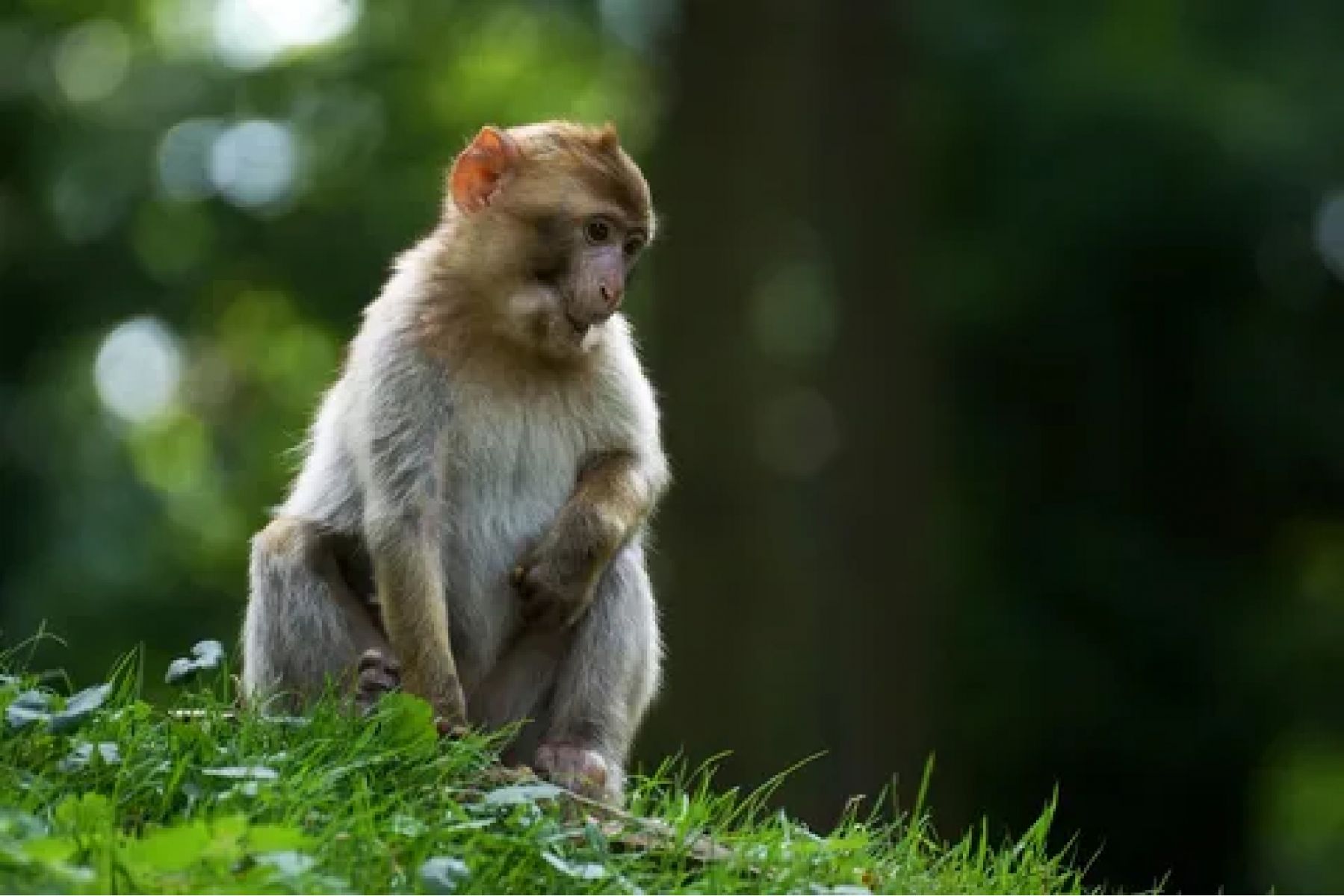 Yapraklı Beslenme Maymunların Dik Duruşunu Etkilemiş Olabilir!