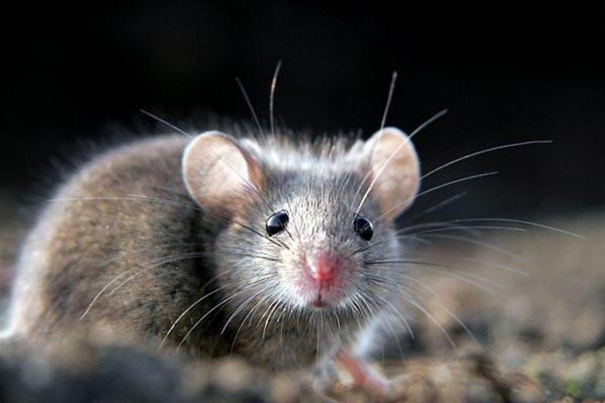 Bilim adamları, omurilik yaralanmasından kaynaklanan felçten sonra farelerde yürümeyi yeniden sağlayan nöronları yeniliyor