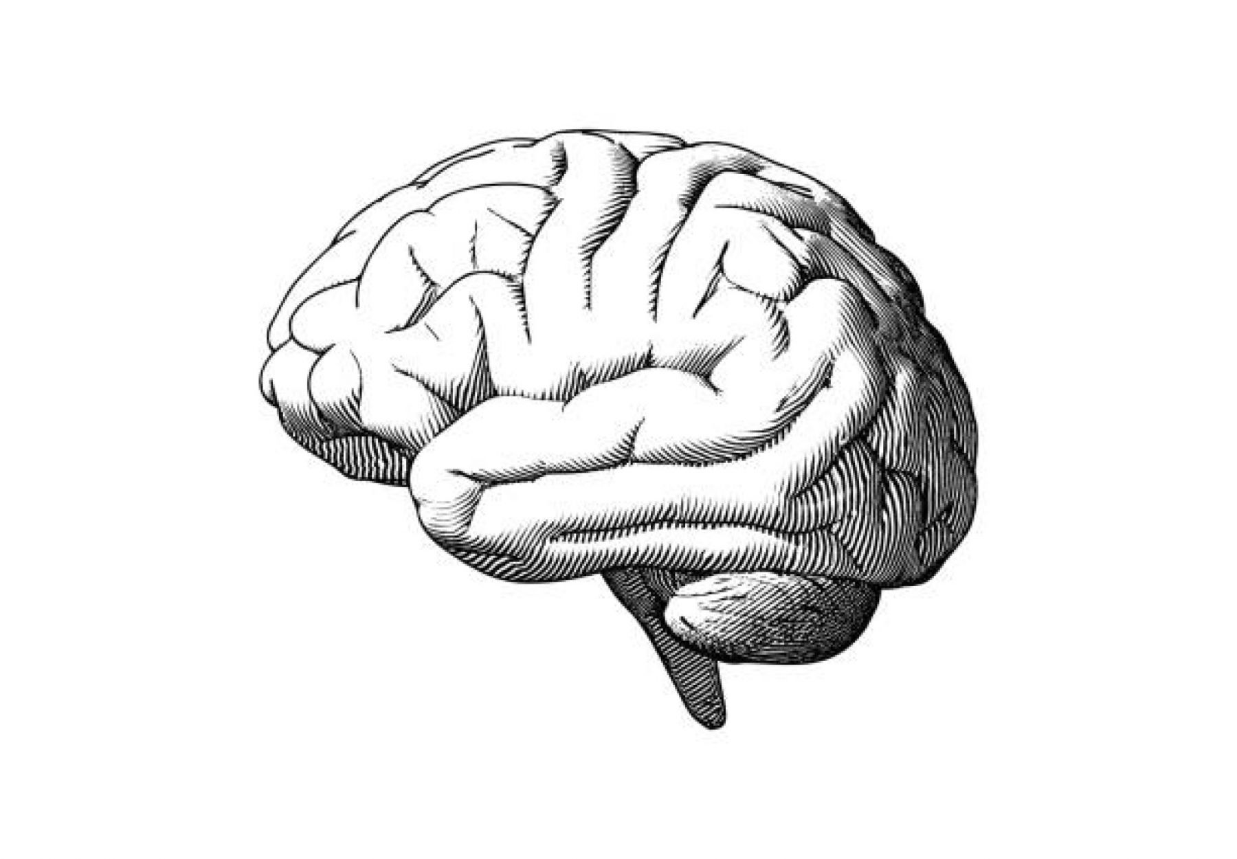 Dopamin beyindeki nöral faaliyetleri nasıl etkiliyor?